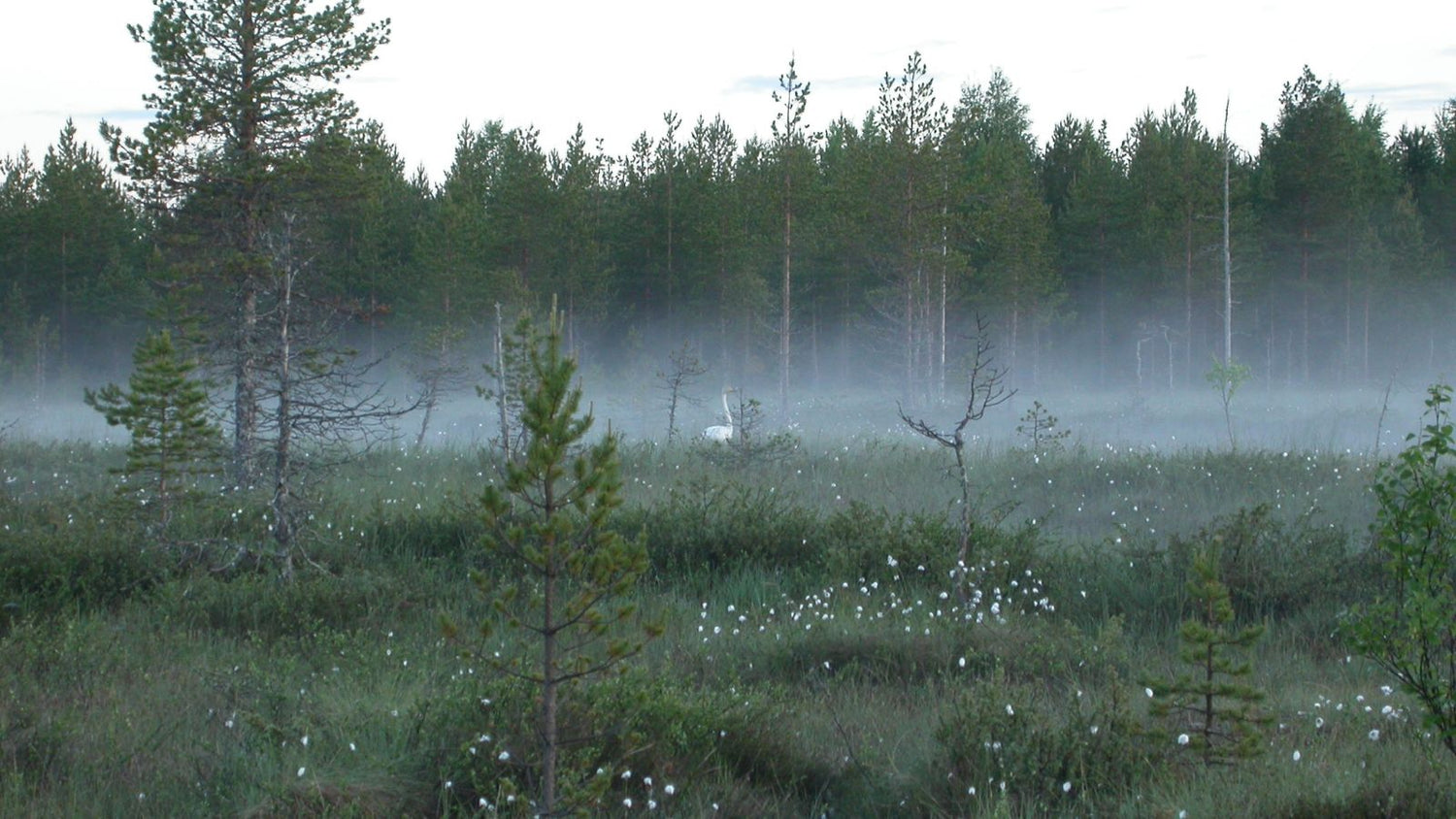 Suopaikka Puolanka FabPatch luonnonsuojelualue
